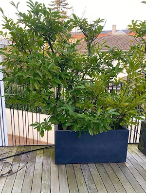 Kirschlorbeer bis ca. 2m hoch, bis 10 Bäume, nur   22, - Bild 3