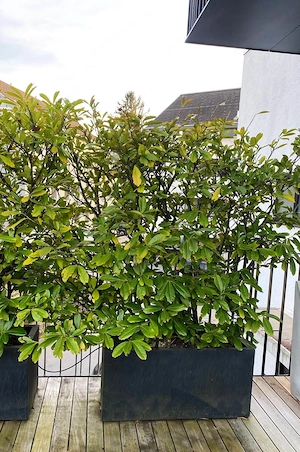 Kirschlorbeer bis ca. 2m hoch, bis 10 Bäume, nur   22, - Bild 5