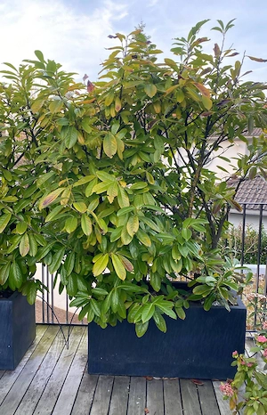 Kirschlorbeer bis ca. 2m hoch, bis 10 Bäume, nur   22, - Bild 4