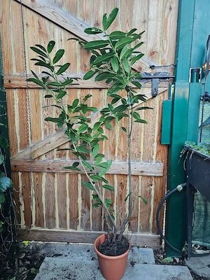 Kirschlorbeer bis ca. 2m hoch, bis 10 Bäume, nur   22, - Bild 6