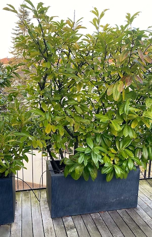 Kirschlorbeer bis ca. 2m hoch, bis 10 Bäume, nur   22, - Bild 2