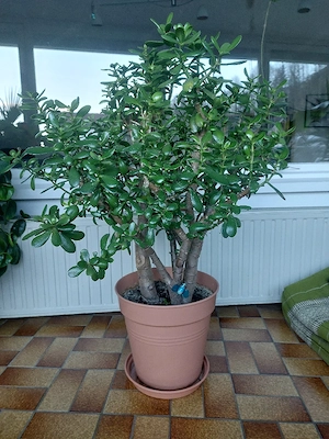 Bonsai Geld od Pfennig baum 