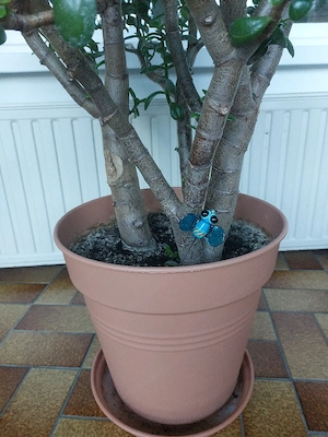 Bonsai Geld od Pfennig baum  Bild 2