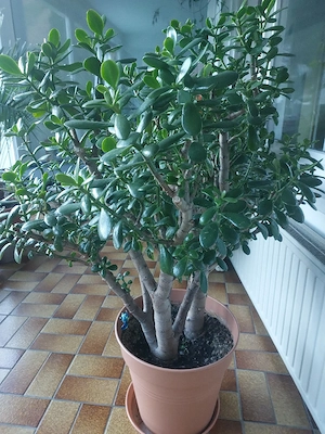 Bonsai Geld od Pfennig baum  Bild 3