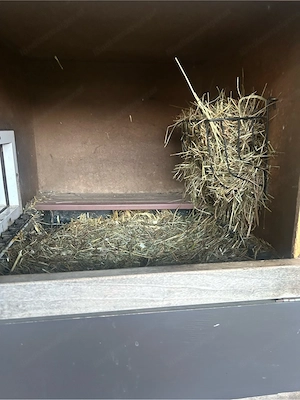 Hasenstall mit 9 Boxen Bild 5