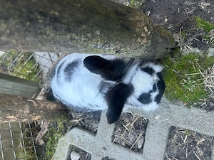 Hasenstall mit 9 Boxen Bild 2