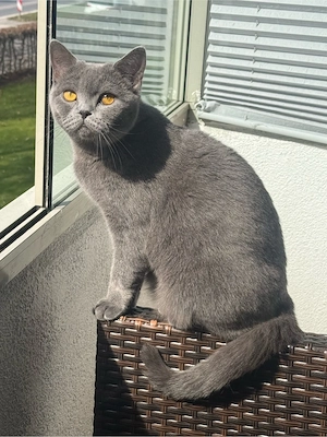 britisch katze Bild 2