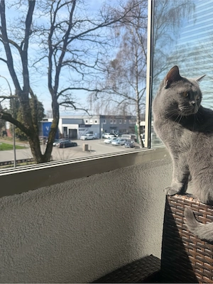 britisch katze Bild 3