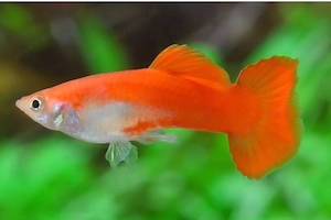 2 Guppy Männchen zu verschenken Bild 2