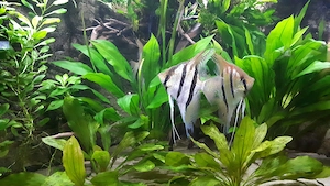 AQUARIUM zu verschenken Bild 2