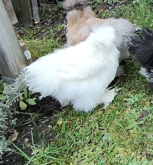 zwergseiden hühner junghennen