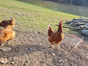 hühner  7 euro                               Bild 2