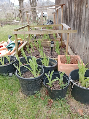 Räder, Lilien, Blumentöpfe....verschiedenen   Bild 2