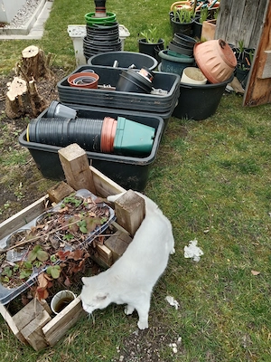 Räder, Lilien, Blumentöpfe....verschiedenen   Bild 3