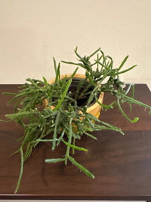 Zimmerpflanze Bild 2