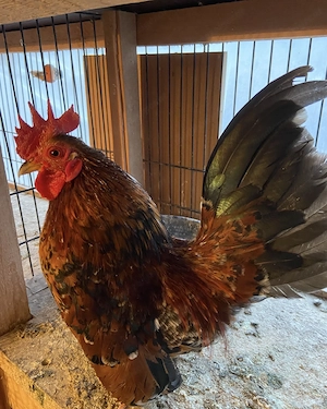 Suchen eine Zwerg Hahn 