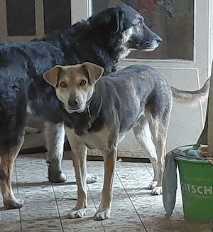 Ozzy - Notfall Österreich Bild 6