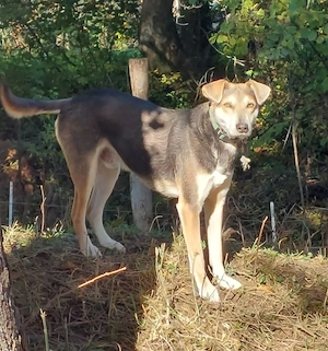 Ozzy - Notfall Österreich Bild 3