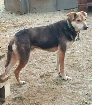 Ozzy - Notfall Österreich Bild 5