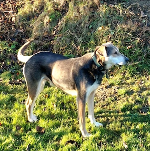 Ozzy - Notfall Österreich Bild 4