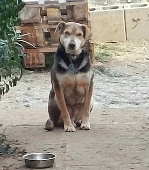 Ozzy - Notfall Österreich Bild 2