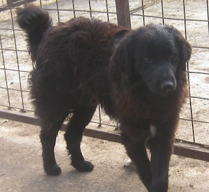 Adi möchte IHNEN Freude bereiten Bild 5