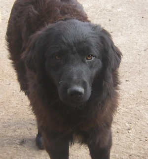 Adi möchte IHNEN Freude bereiten Bild 3