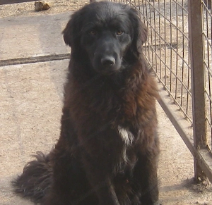 Adi möchte IHNEN Freude bereiten Bild 6