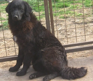 Adi möchte IHNEN Freude bereiten Bild 2