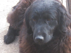 Adi möchte IHNEN Freude bereiten Bild 4