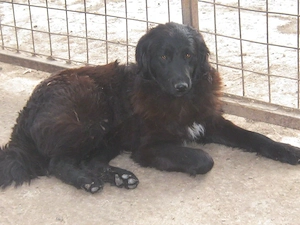 Adi möchte IHNEN Freude bereiten Bild 8