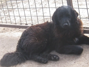 Adi möchte IHNEN Freude bereiten Bild 9