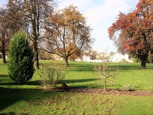 Eckwohnung für Gartenliebhaber Bild 8