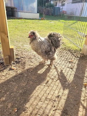 Zwergseidenhahn zu verschenken  Bild 3