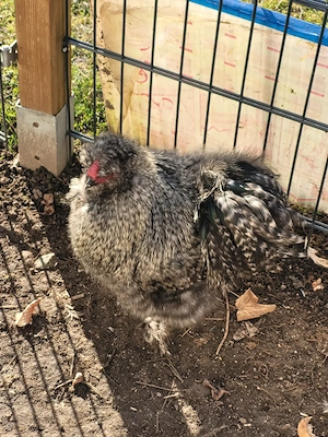 Zwergseidenhahn zu verschenken  Bild 2