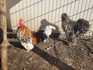 Steinpiperl-Zwerghahn zu verschenken Bild 2