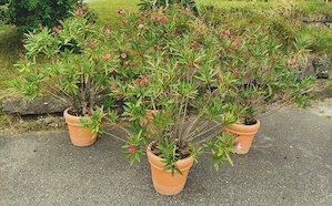 schöne Oleander Sträucher  Bild 3