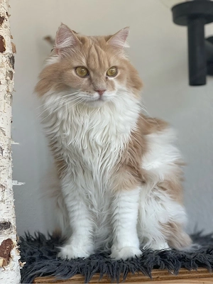 Katze abzugeben Bild 3