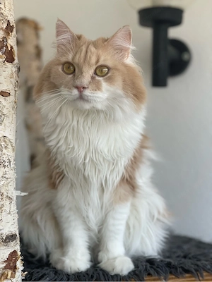 Katze abzugeben Bild 2