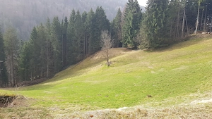 PACHT - Landwirtschaftliche Fläche St. Gerold Bild 2