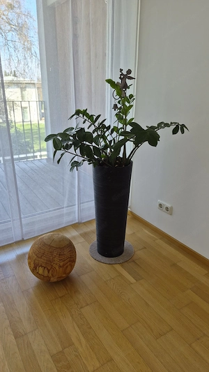 wunderschöne pflegeleichte Zimmerpflanzen inclusive tollen Pflanzgefäßen Bild 2