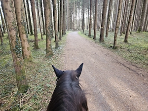 Reitbeteiligung Western zu vergeben