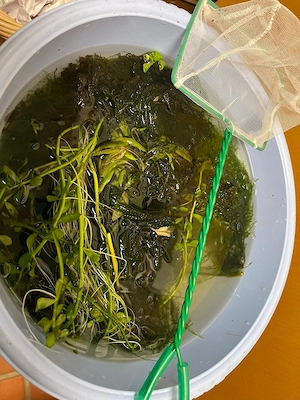 Aquarium 50 Lt. für Einsteiger Bild 4