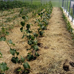 Gewächshaus-Gartenbeete zur Selbstversorgung mit Tomaten, Paprika, etc. zu vergeben