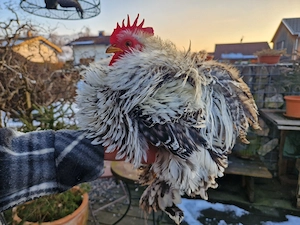 2x Zwerg Cochin Hahn zu verschenken Bild 2