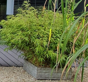 Bambuspflanzen im Steintopf