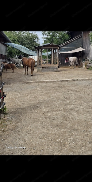Einstellplatz für Pferd Pony Bild 3