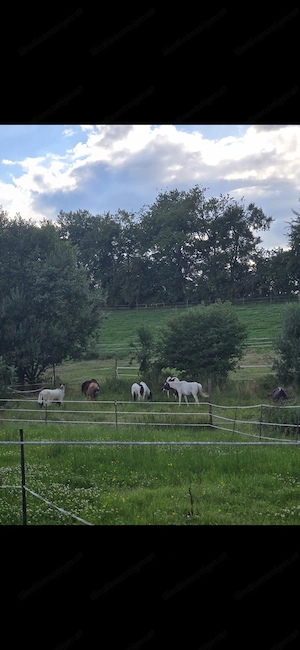 Einstellplatz für Pferd Pony Bild 5