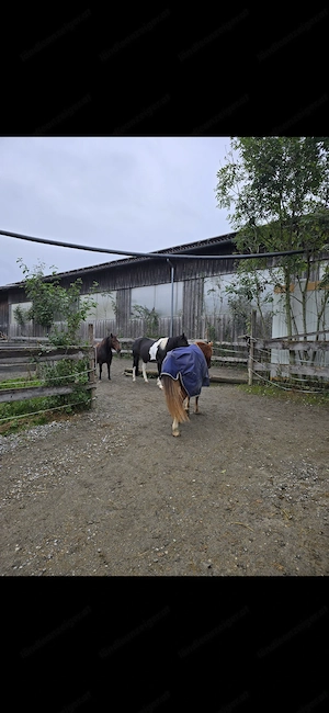 Einstellplatz für Pferd Pony Bild 6