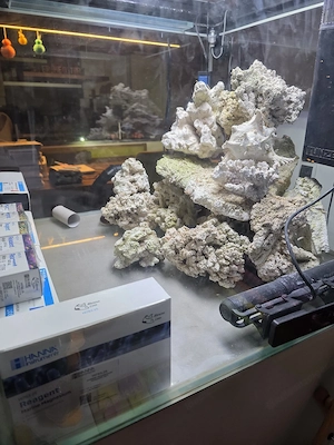 Meerwasser Aquarium Salzwasseraquarium  Bild 5